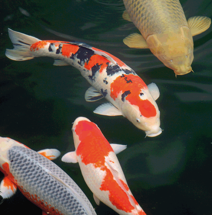 Fische, Pflanzen & mehr Koi, Stör, Wels & Co.
